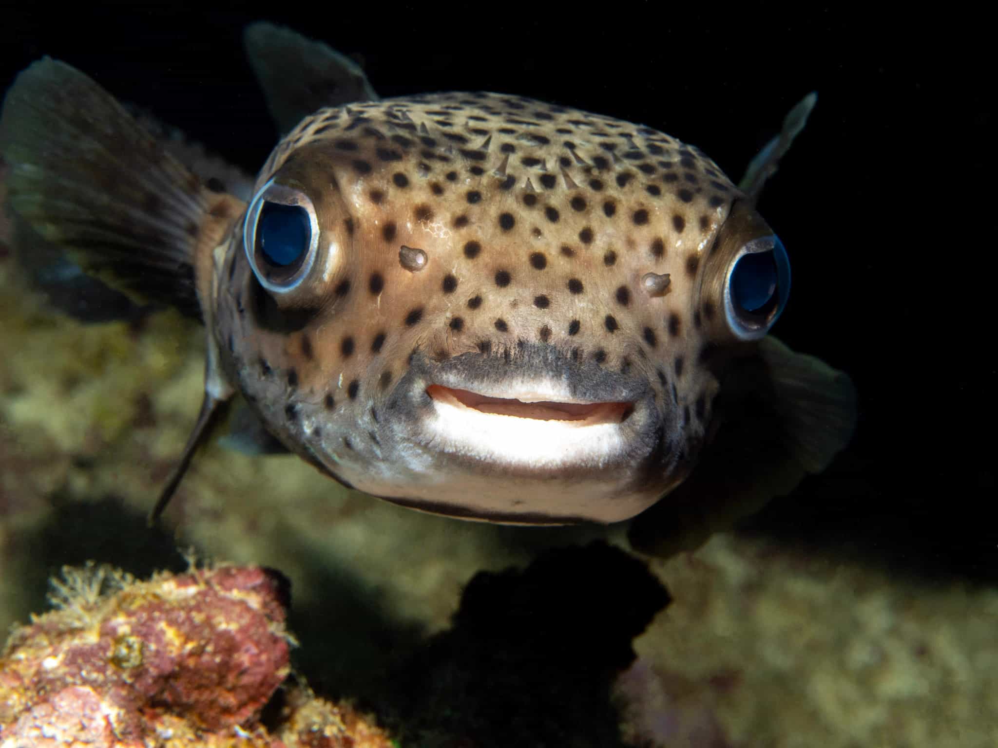 Porcupine Fish