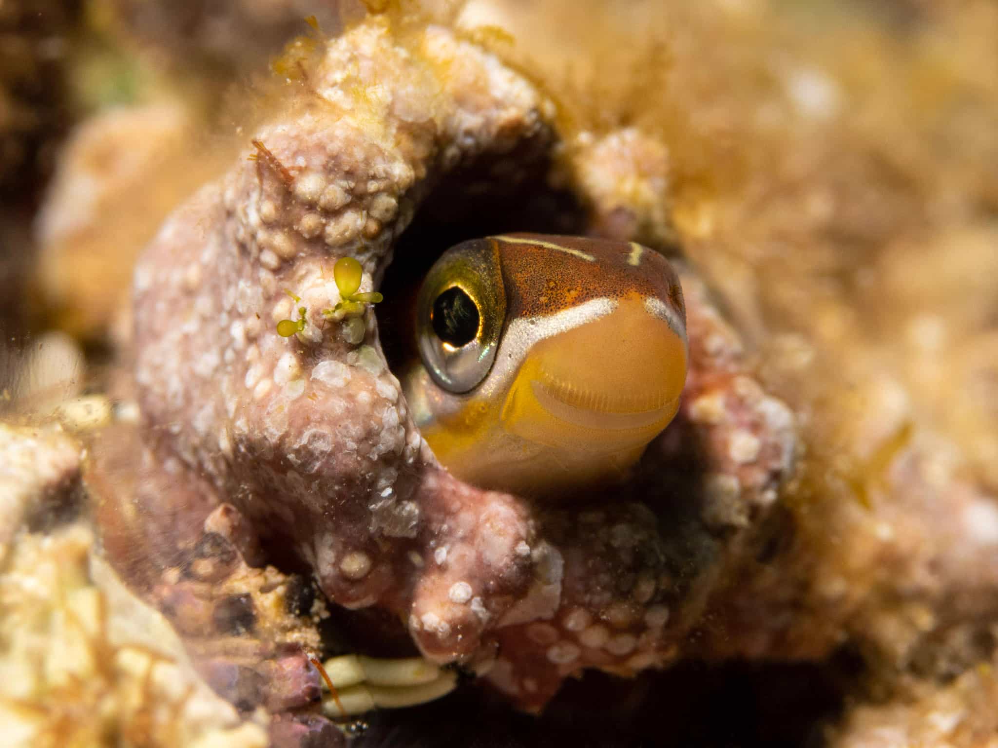 Fangtooth Blenny