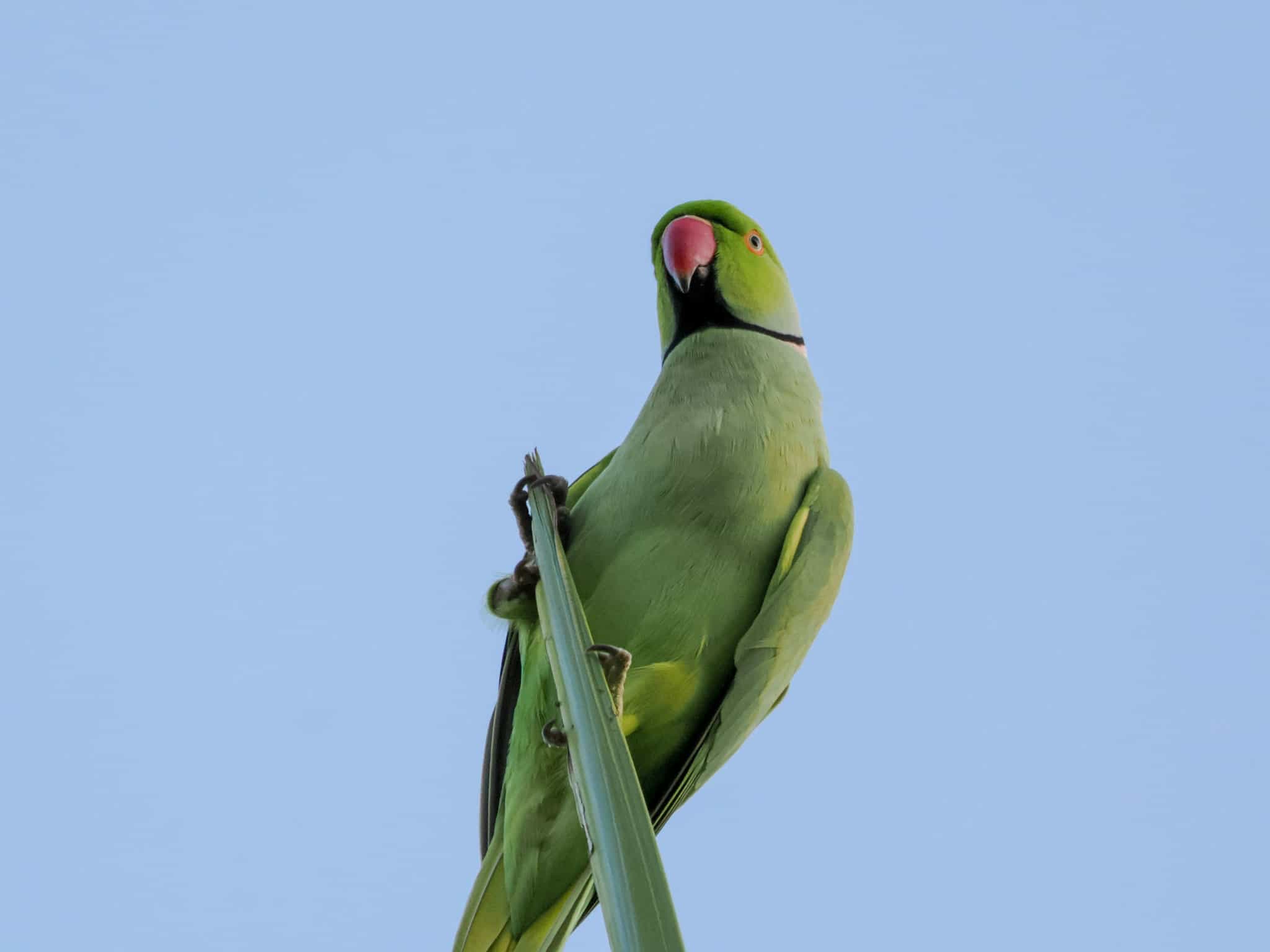 Rose-Ringed Parakeet