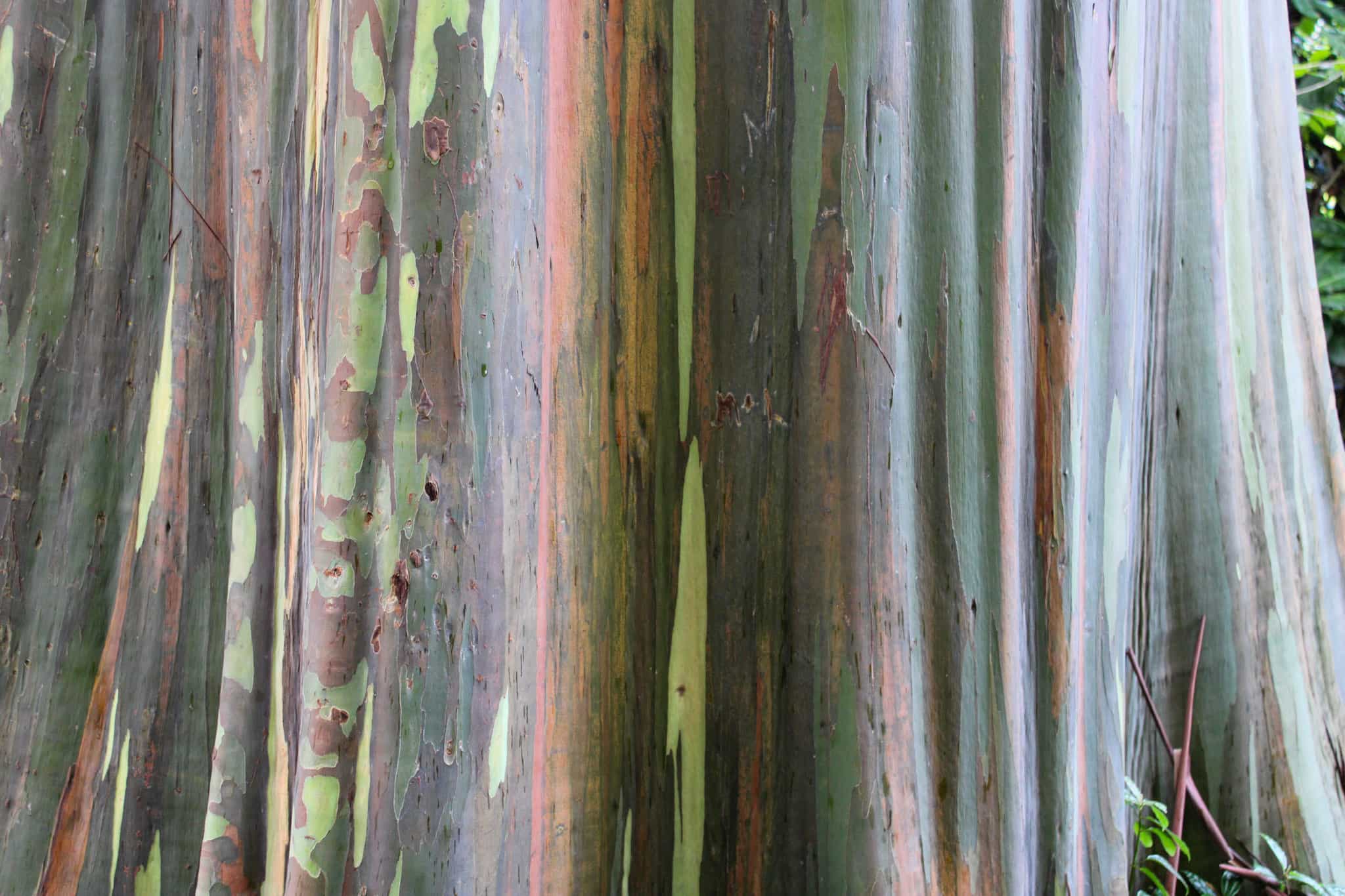 Eucalyptus