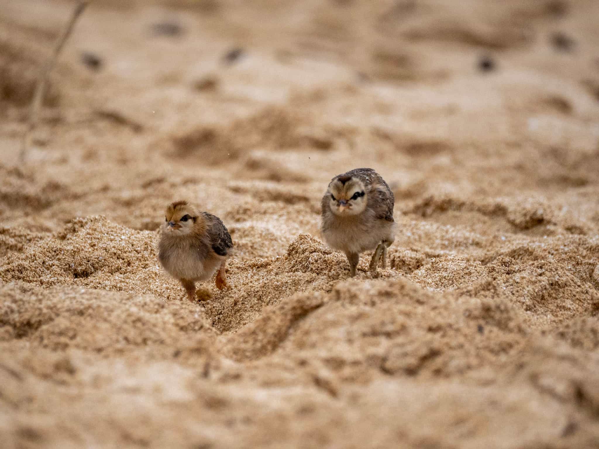 Chicks at the beach