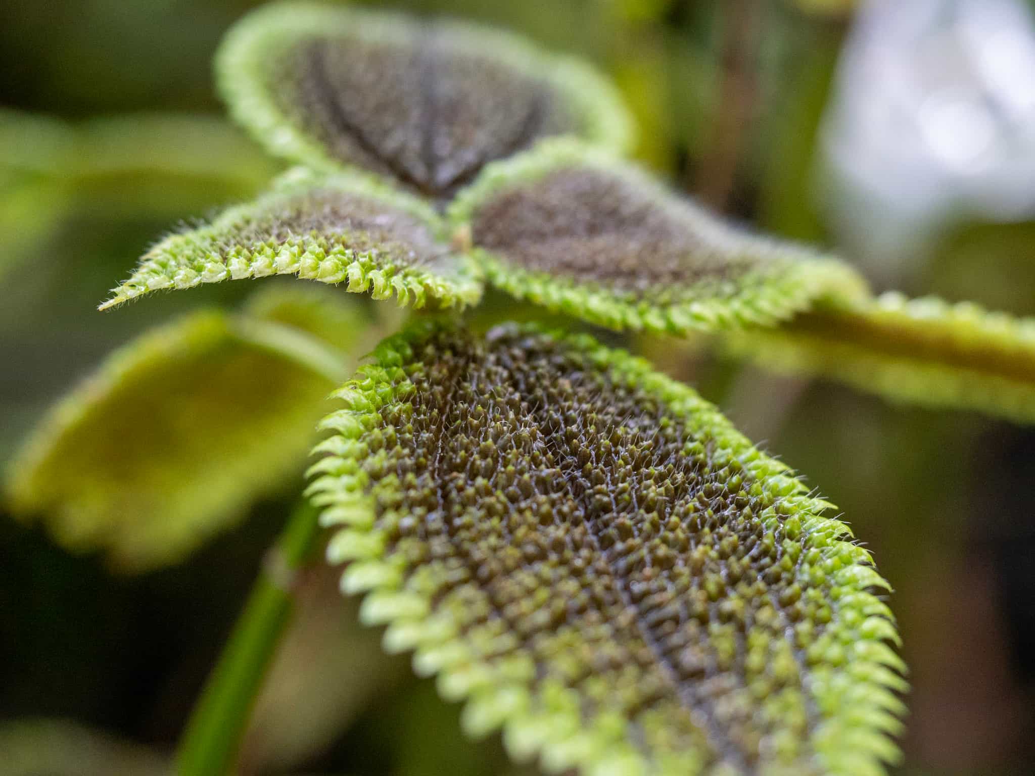 Leaf closeup