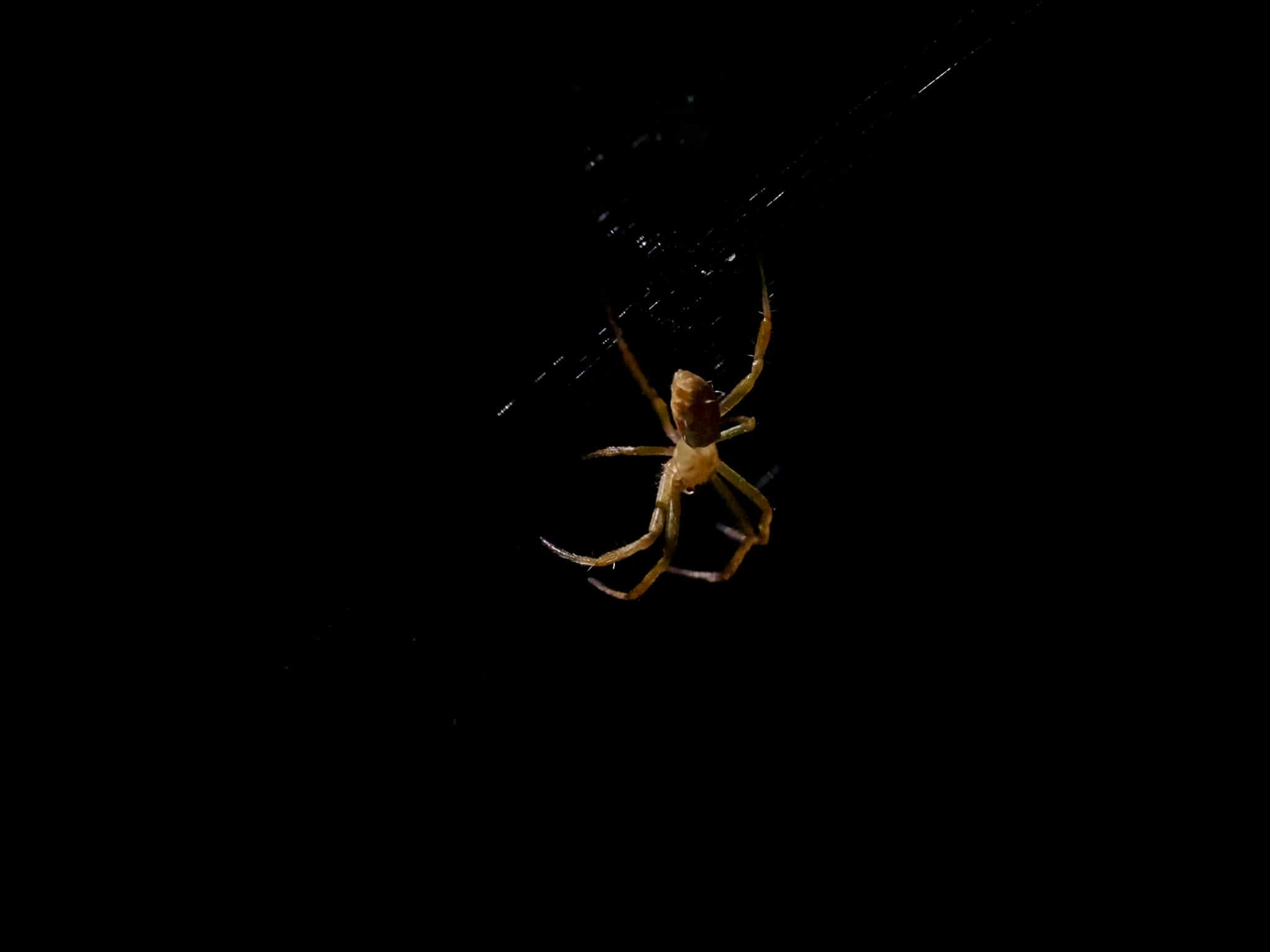 Floating Spider