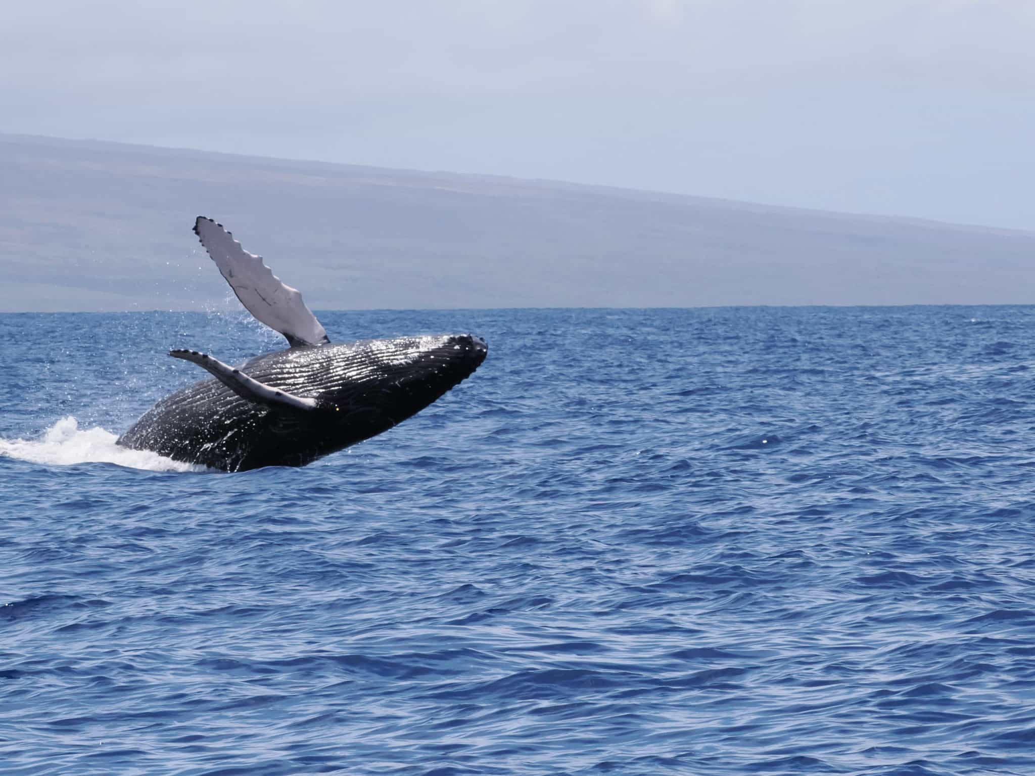 Whale Breaching