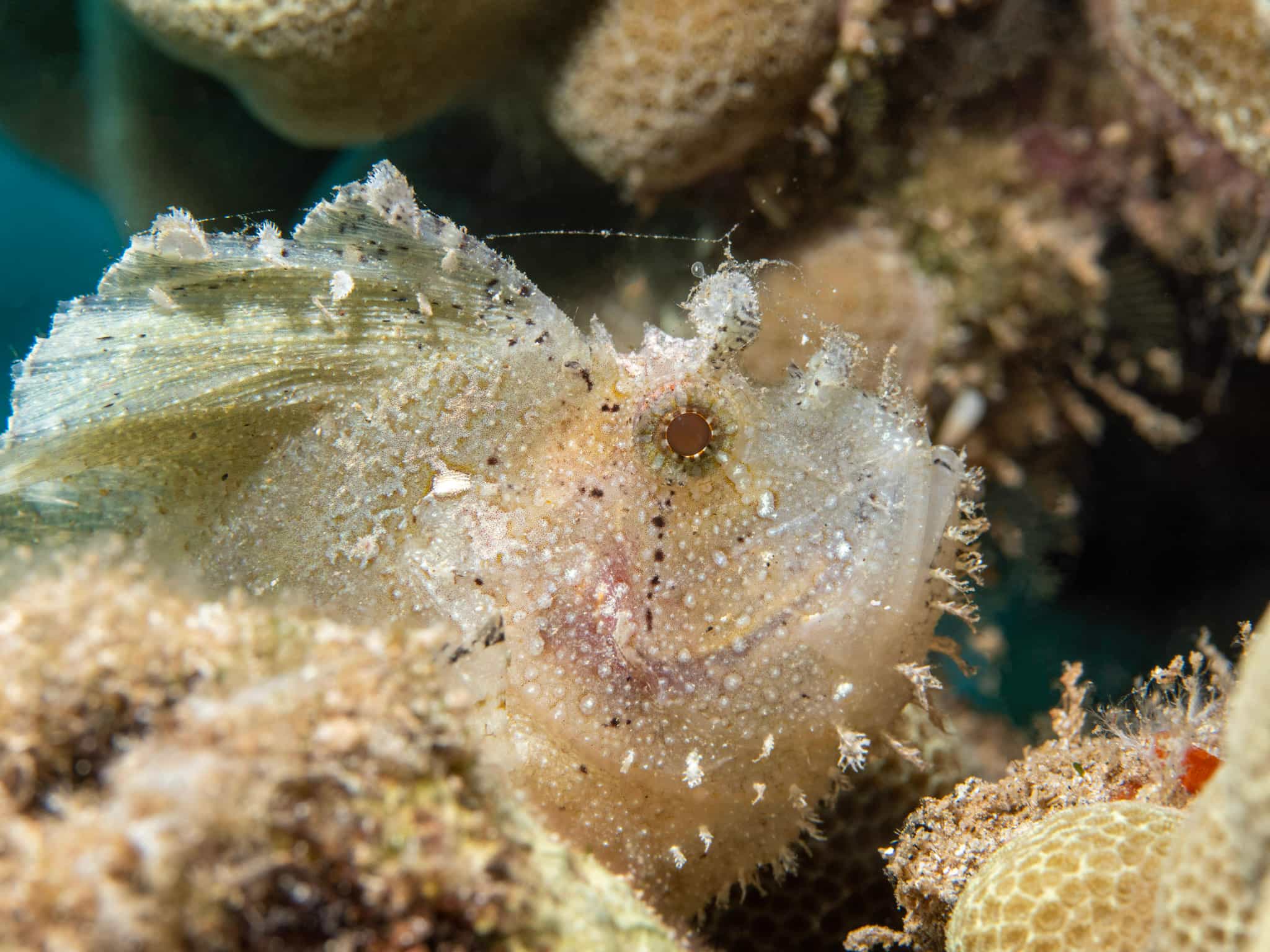 Leaf Scorpionfish