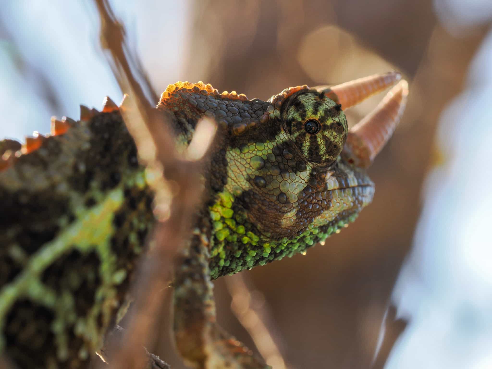 Jacksons Chameleon Sun Soaking