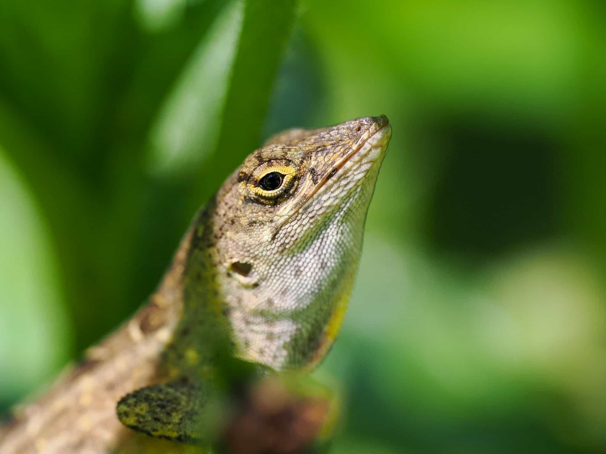 Brown Anole