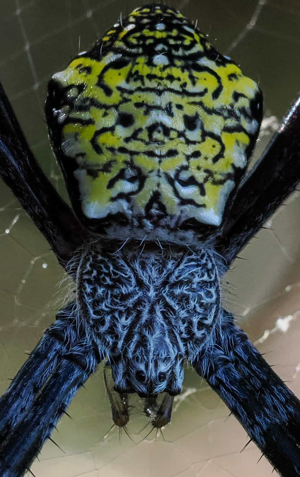 Banana Spider closeup