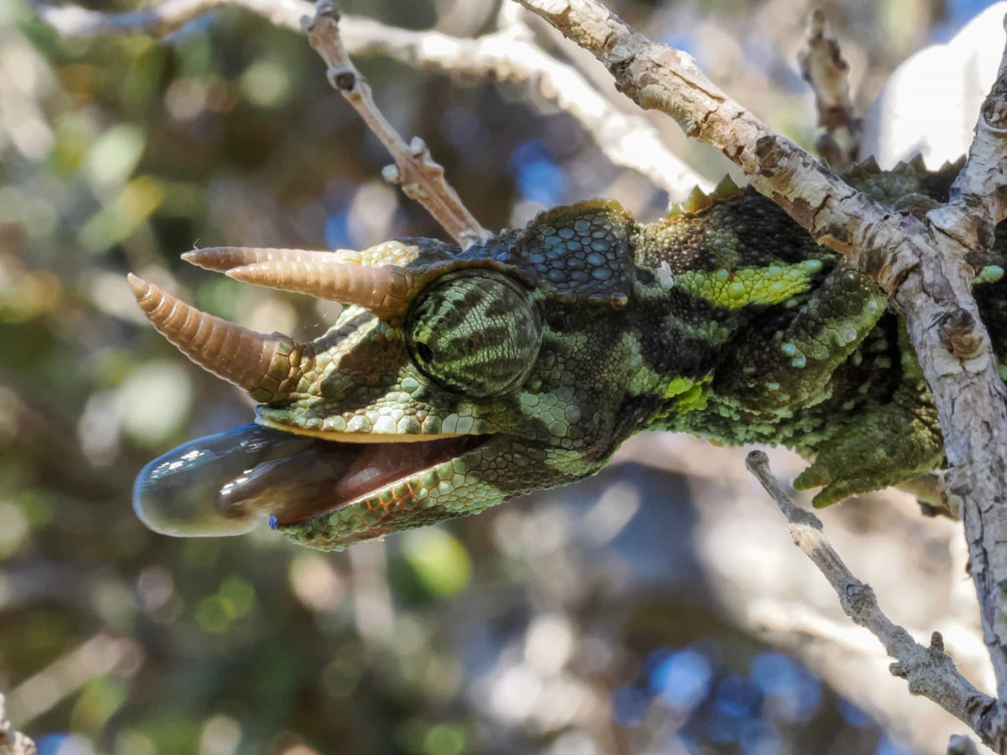 Jacksons Chameleon catching lunch