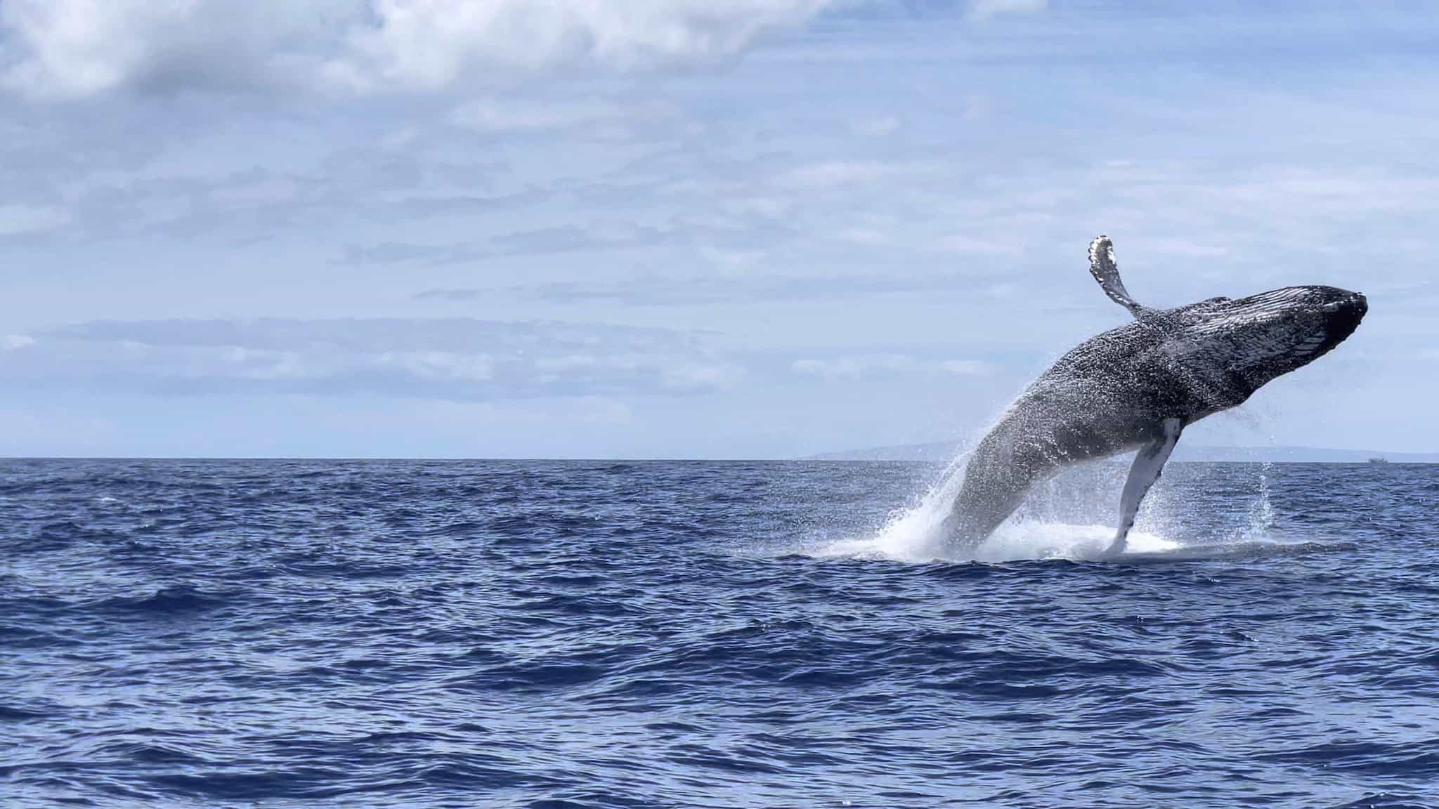 Mama Whale Breaching