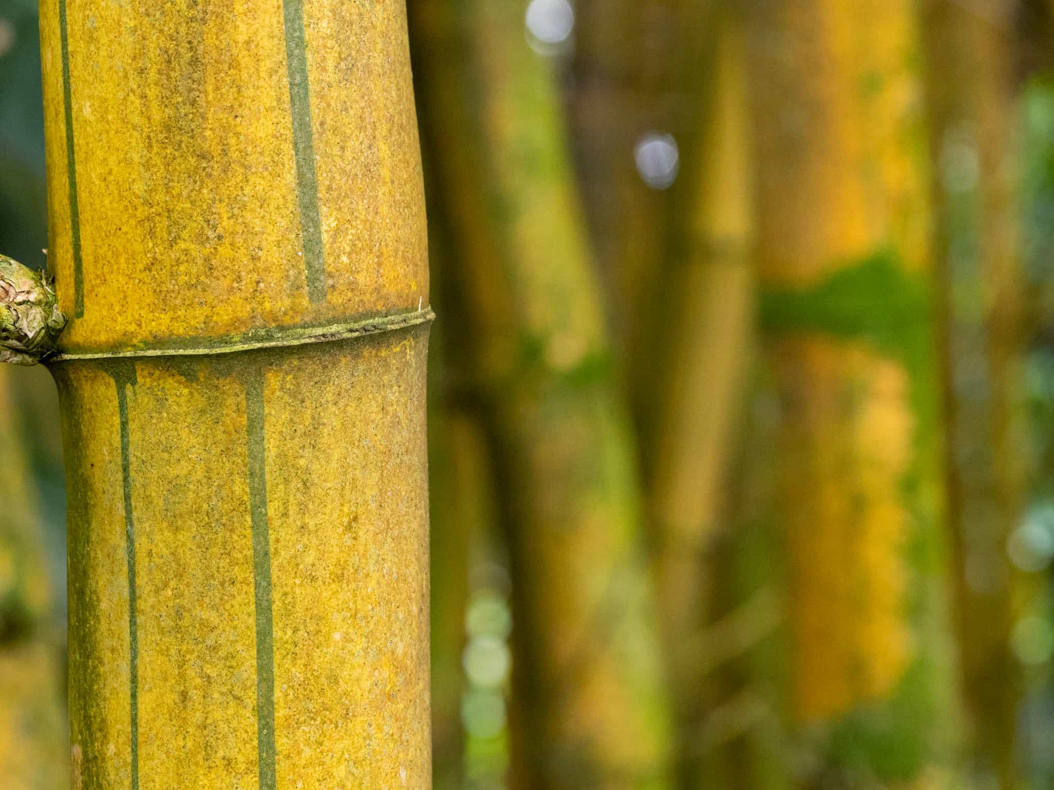 Bamboo_1