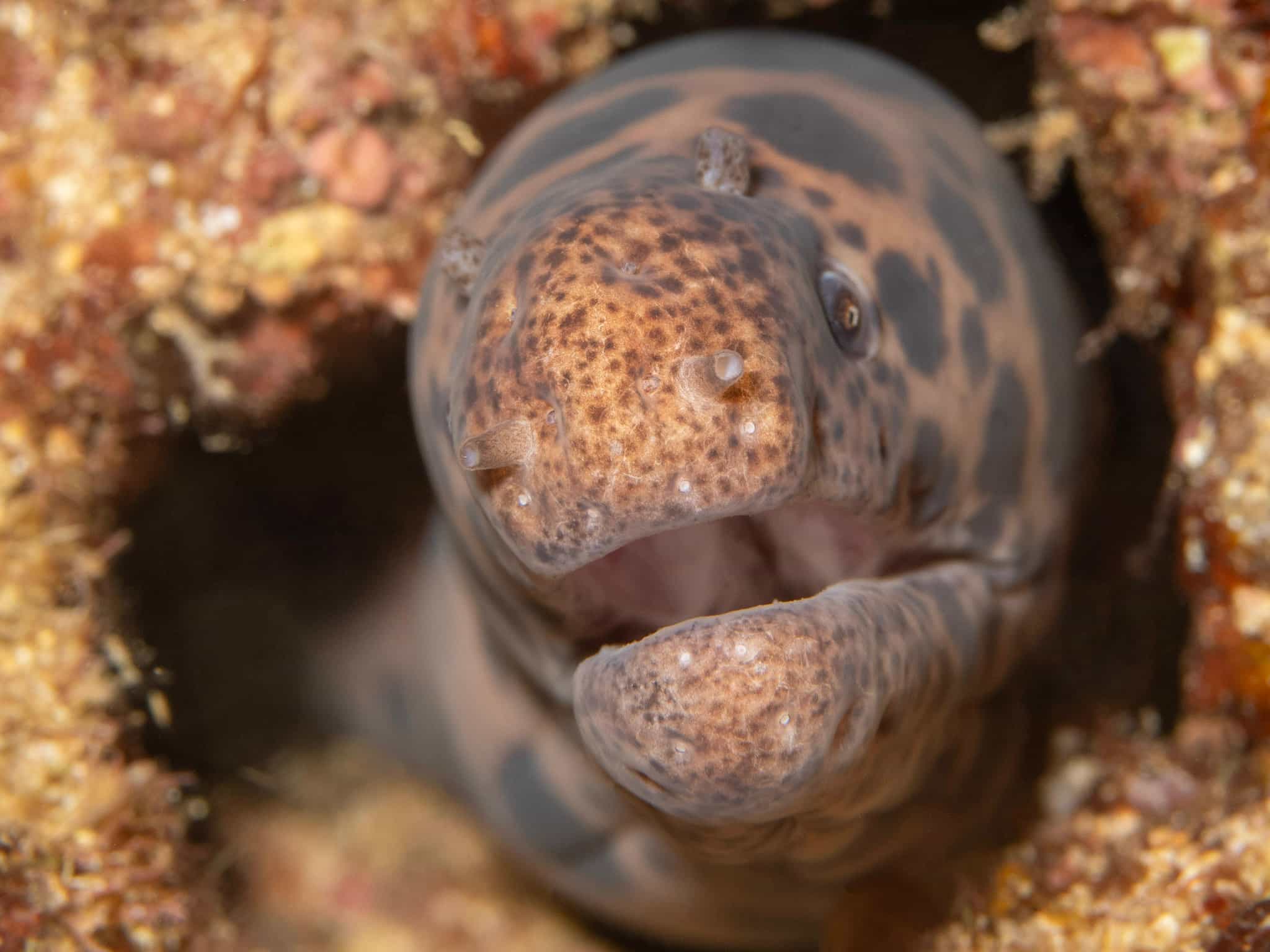 Tiger Snake Moray