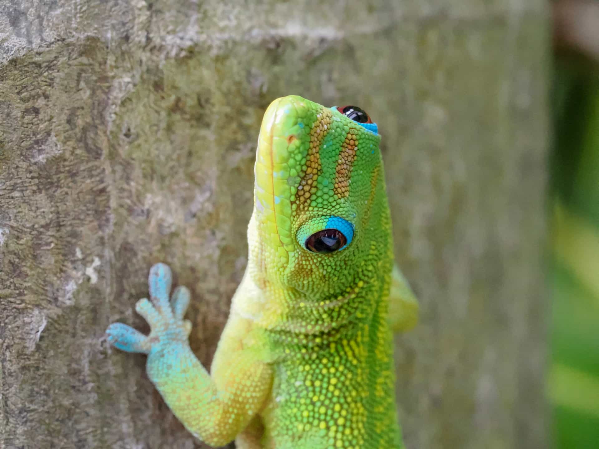 Gold Dusted Day Gecko