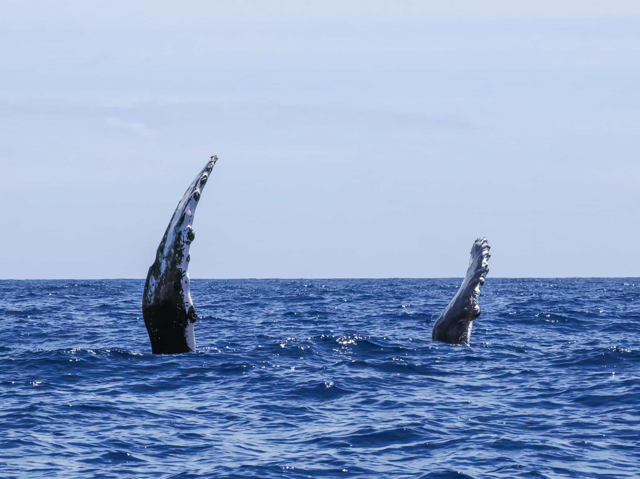 Whale Pectoral Slapping