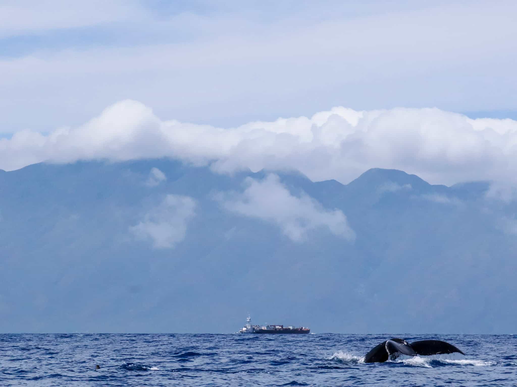 Whale Fluke with Mountain Background