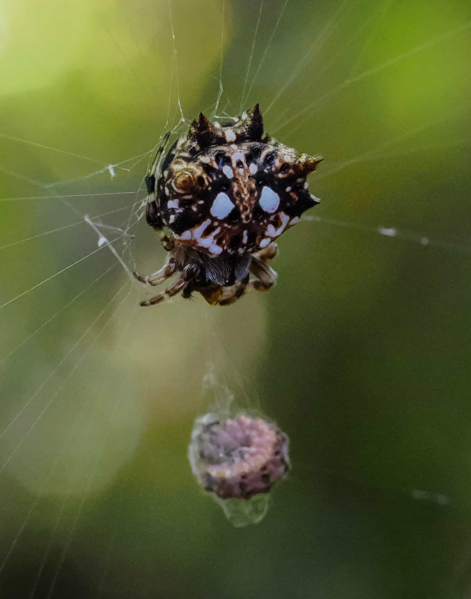 Orb Spider with lunch